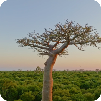 mobile image section