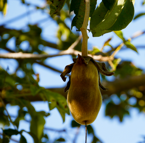 mobile image section