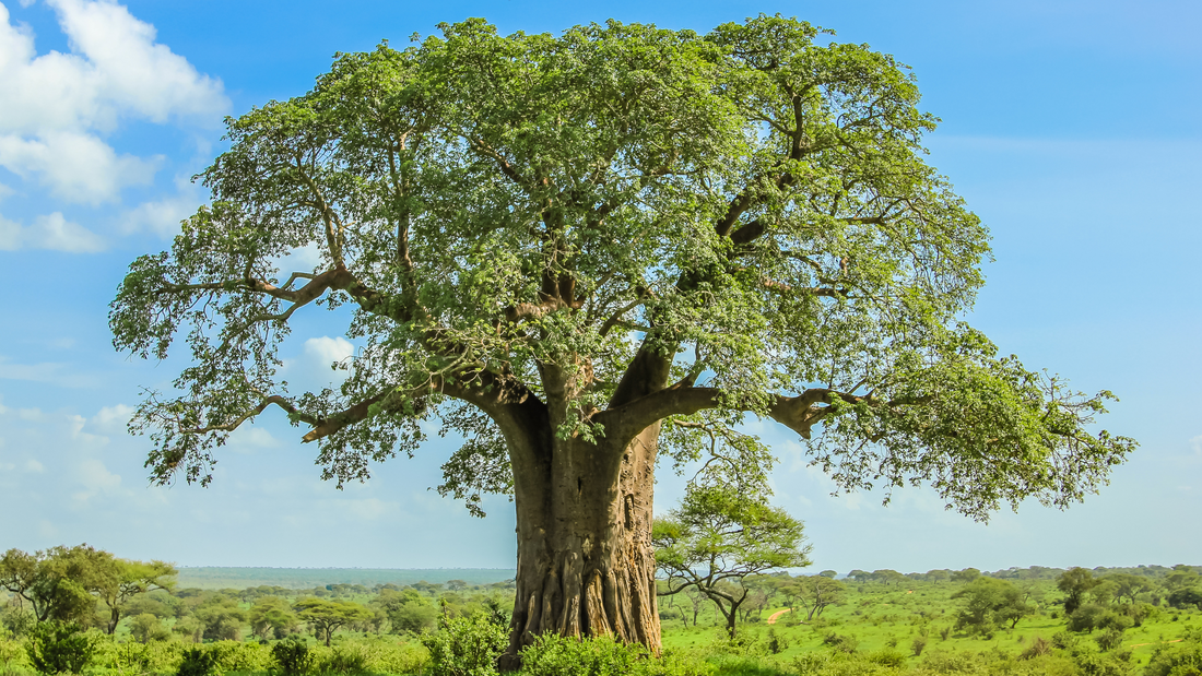Baobab Outshines the Competition: How Baobab Fiber Benefits the Gut with its Unique Blend of Fibers