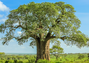 Baobab Outshines the Competition: How Baobab Fiber Benefits the Gut with its Unique Blend of Fibers