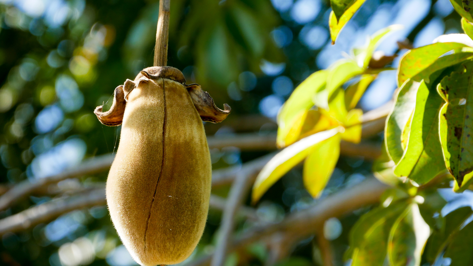 A Peek Inside A Baobab Processing Operation