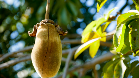 A Peek Inside A Baobab Processing Operation