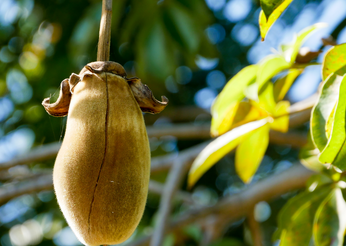 A Peek Inside A Baobab Processing Operation