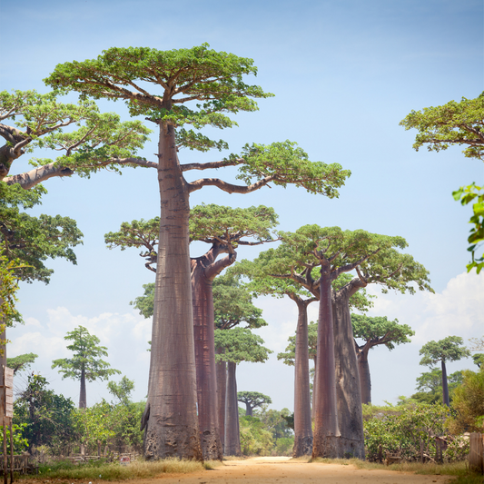 Cluster of Baobab Trees