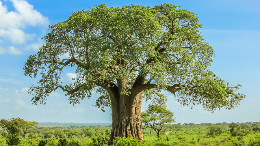 The baobab — the tree of life